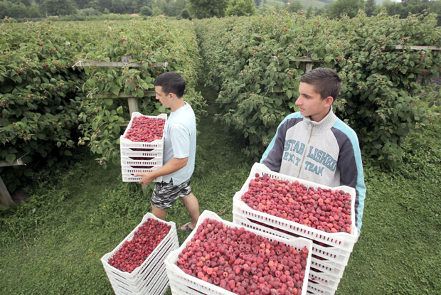 Глад је у хладу, а хлеб у раду